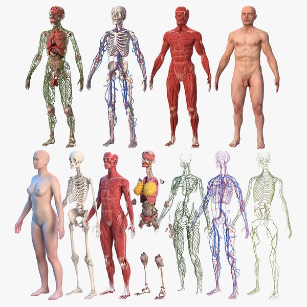 完全な男性と女性の身体解剖学コレクション3Dモデル - TurboSquid 1981972