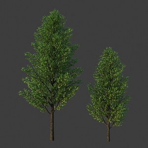 XfrogPlants Field Maple - Acer Campestre