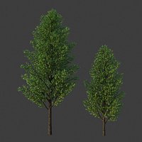 XfrogPlants Field Maple - Acer Campestre