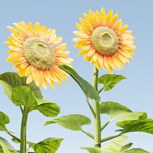 Sunflowers vol 151-Blender model