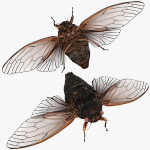3D Rigged browncicada model