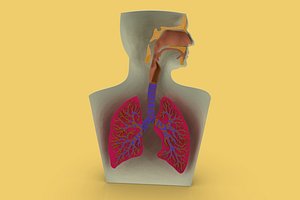 3D LUNGS RESPIRATORY SYSTEM