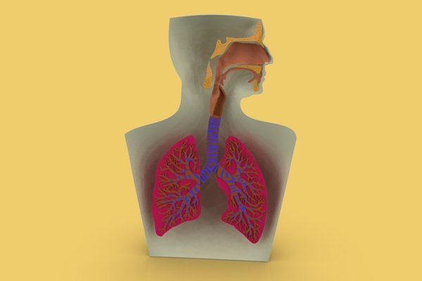 Lungs SketchUp Models for Download | TurboSquid