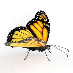Realistic Monarch Butterfly 3D model