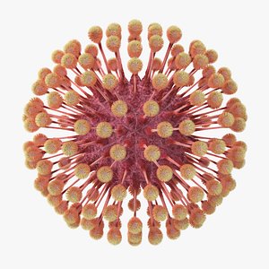Herpes Virus