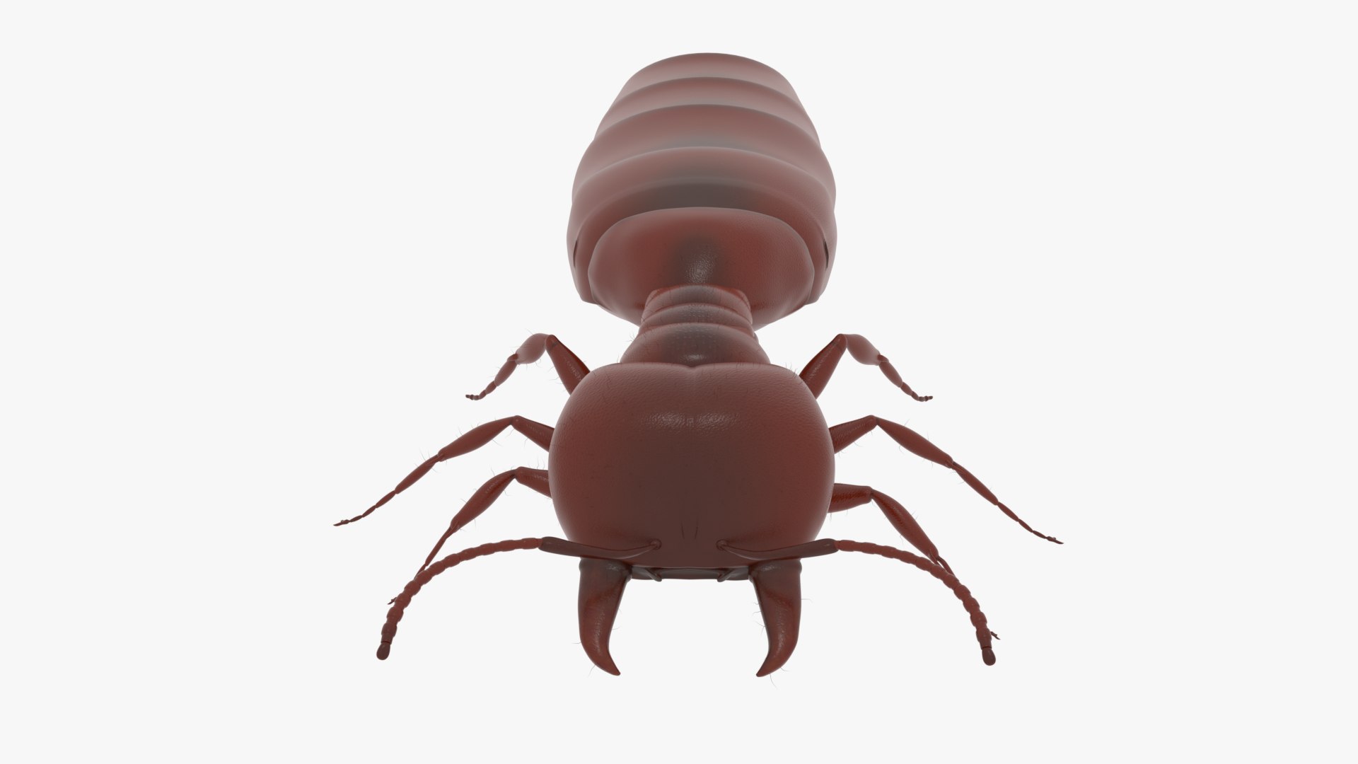 3D Model African Driver Ant Queen - TurboSquid 1837931