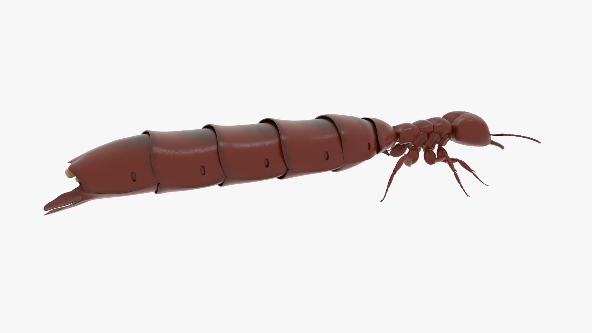 3D Model African Driver Ant Queen - TurboSquid 1837931