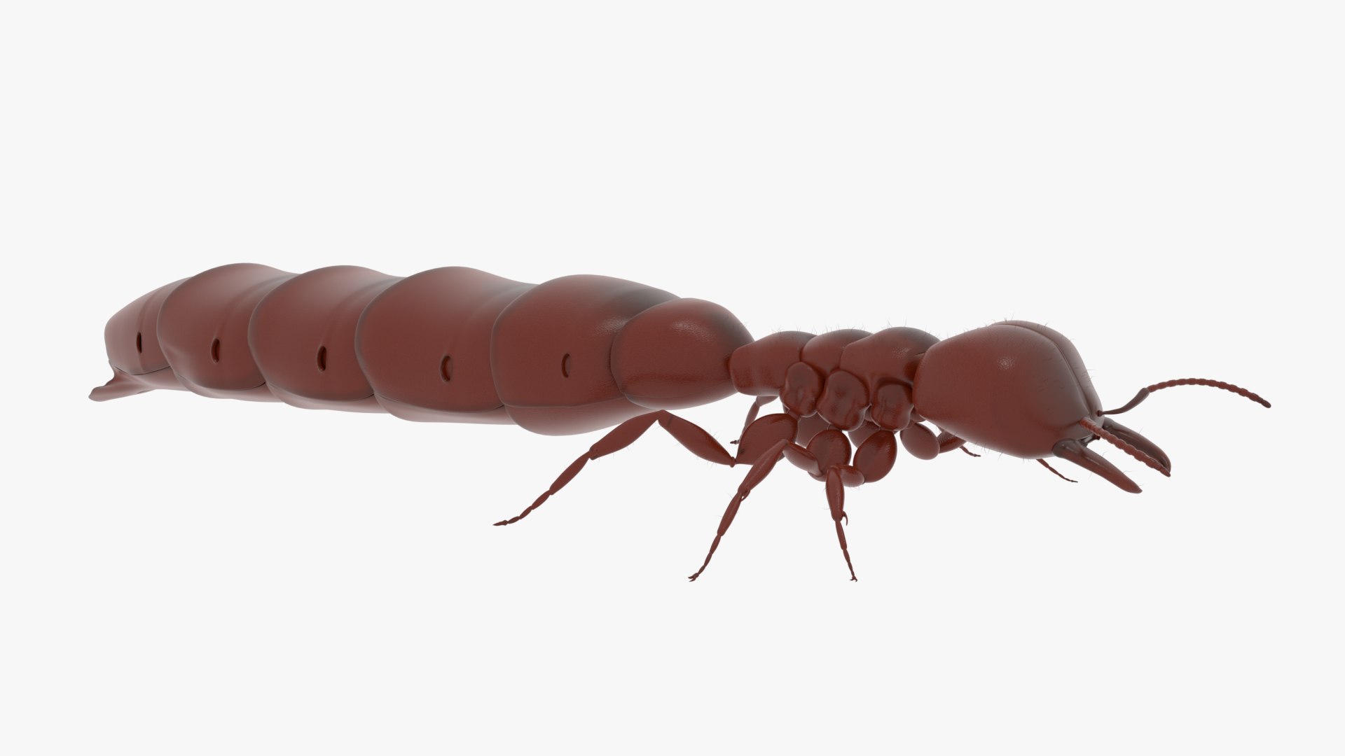 3D Model African Driver Ant Queen - TurboSquid 1837931