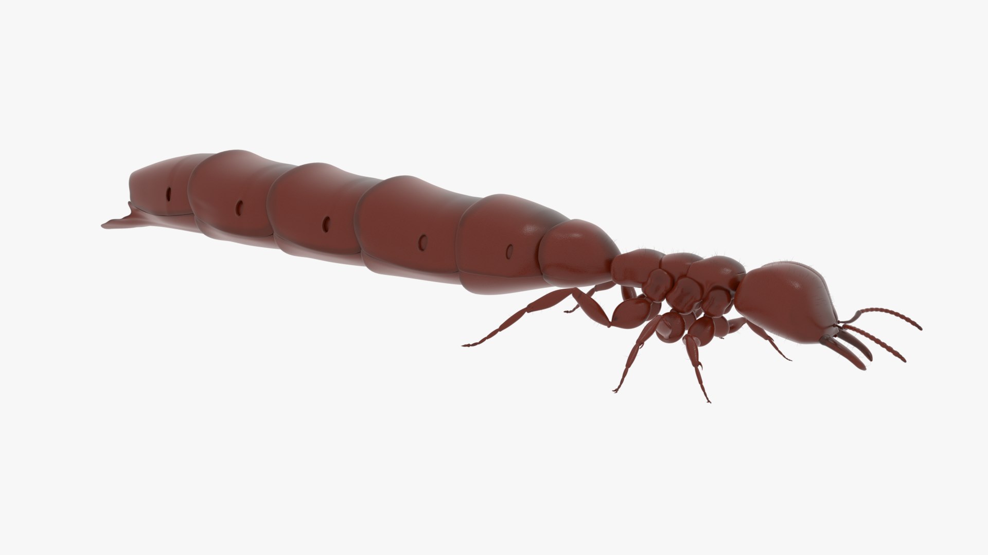 3D Model African Driver Ant Queen - TurboSquid 1837931