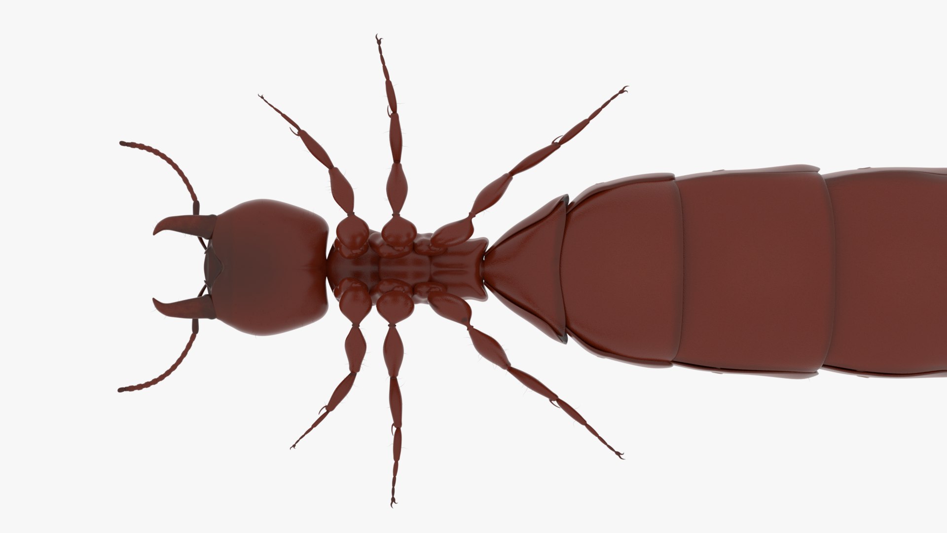 3D Model African Driver Ant Queen - TurboSquid 1837931