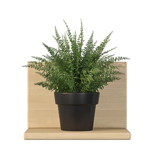 Fern indoor plant 3D model