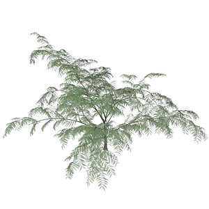 Mimosa Tree - 02 -
