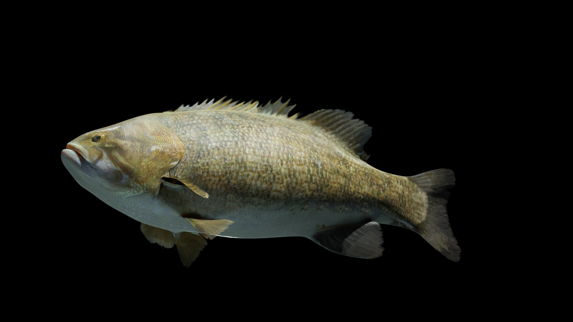 Smallmouth Bass 3D https://p.turbosquid.com/ts-thumb/sW/XM0zLJ/B2/t_03/jpg/1663621061/1920x1080/fit_q87/3ad4110dc082b34b36663a2455b373fc20eb3a4b/t_03.jpg