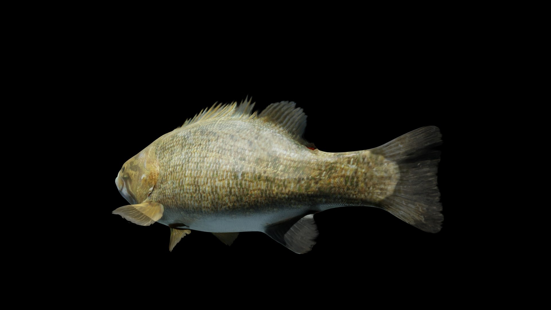 Smallmouth Bass 3D https://p.turbosquid.com/ts-thumb/sW/XM0zLJ/P3/t_02/jpg/1663621060/1920x1080/fit_q87/9b46525f06b5fcf7ca76d14b8c518af3b072081c/t_02.jpg
