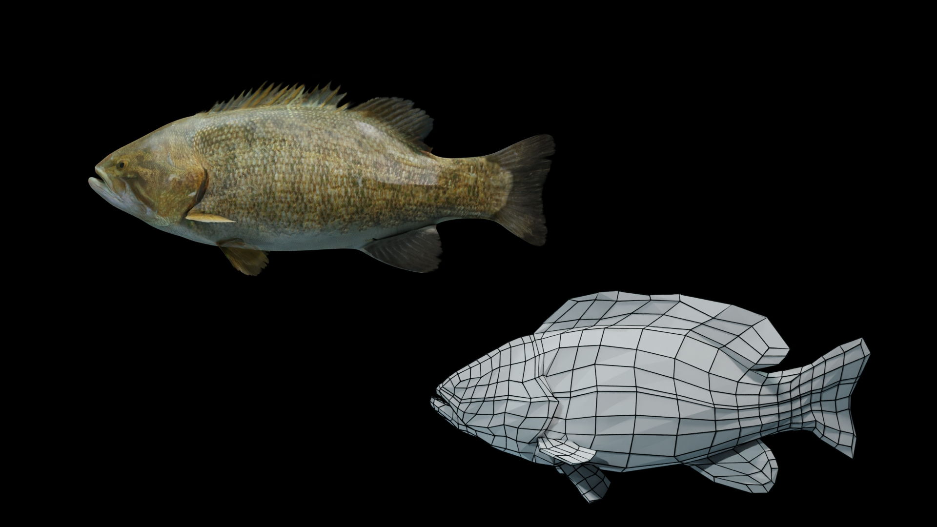 Smallmouth Bass 3D https://p.turbosquid.com/ts-thumb/sW/XM0zLJ/kR/sm_blk/jpg/1663621478/1920x1080/turn_fit_q99/38a8f13bceb4e8c17370c99643ed5d11920d4ac7/sm_blk-1.jpg