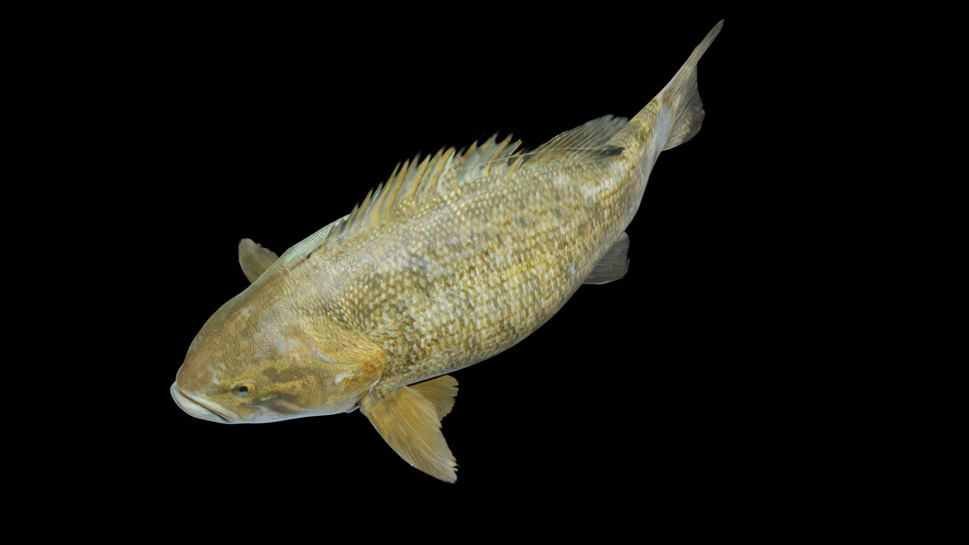 Smallmouth Bass 3D https://p.turbosquid.com/ts-thumb/sW/XM0zLJ/oX/t_04/jpg/1663621061/1920x1080/fit_q87/25e707b58bc902c88a75a000aef0bcdf77ef5472/t_04.jpg