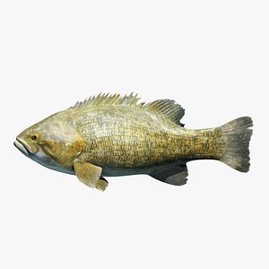 Smallmouth Bass