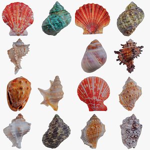 15 3D Scanned Sea Shells Collection 1