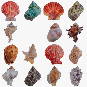 15 3D Scanned Sea Shells Collection 1