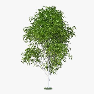 birch tree max