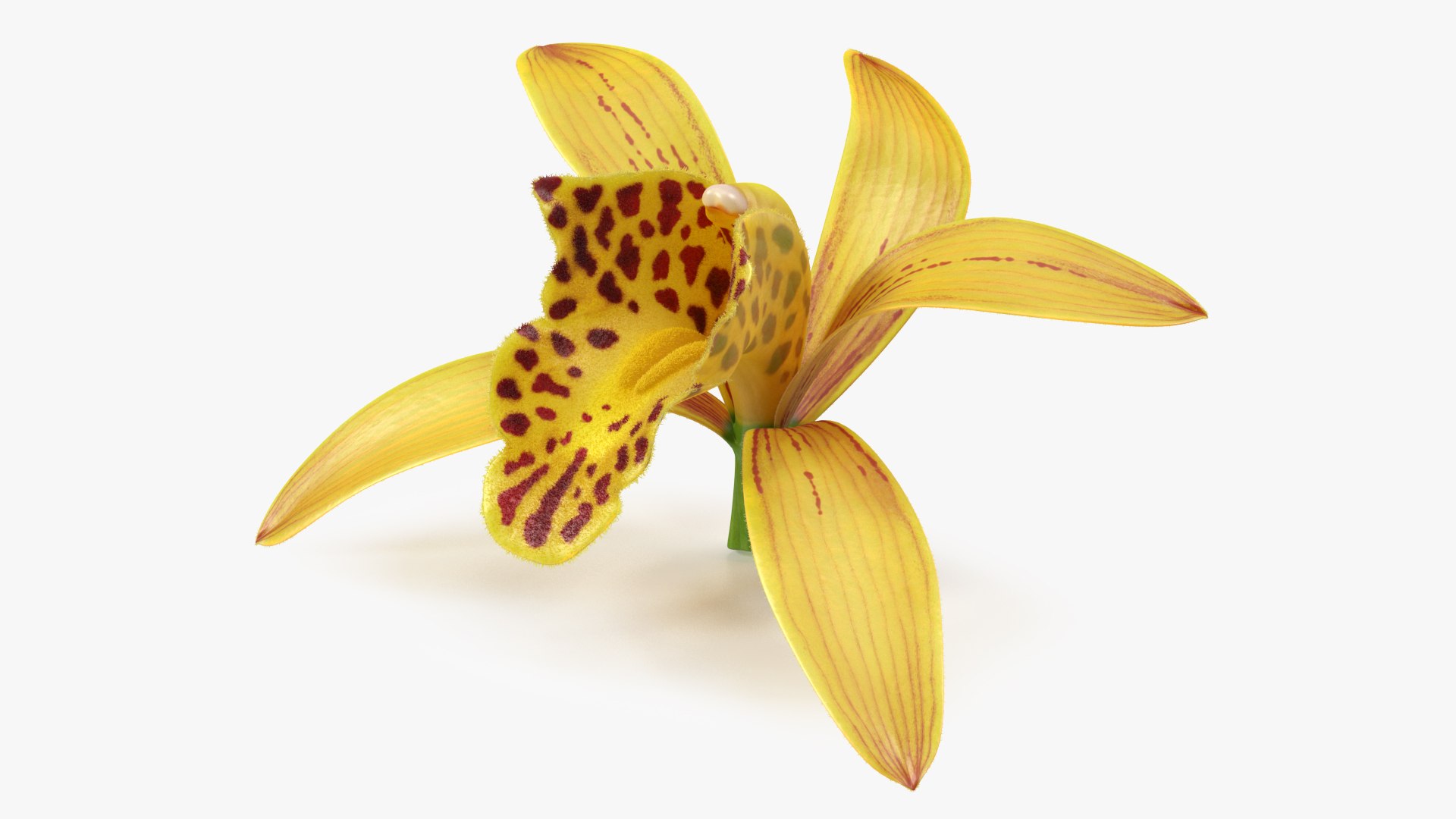 Orchid Flower Yellow Fur 3D model preview