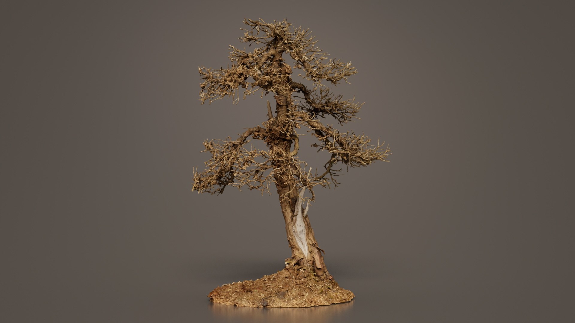 Dead Bonsai Tree 4 Remastered model https://p.turbosquid.com/ts-thumb/sW/h0FpMR/1p/dead_bonsai_tree_4_02/jpg/1740407696/1920x1080/fit_q87/0fca48a9b5cd366981b181e04d3811f6703c1f9d/dead_bonsai_tree_4_02.jpg