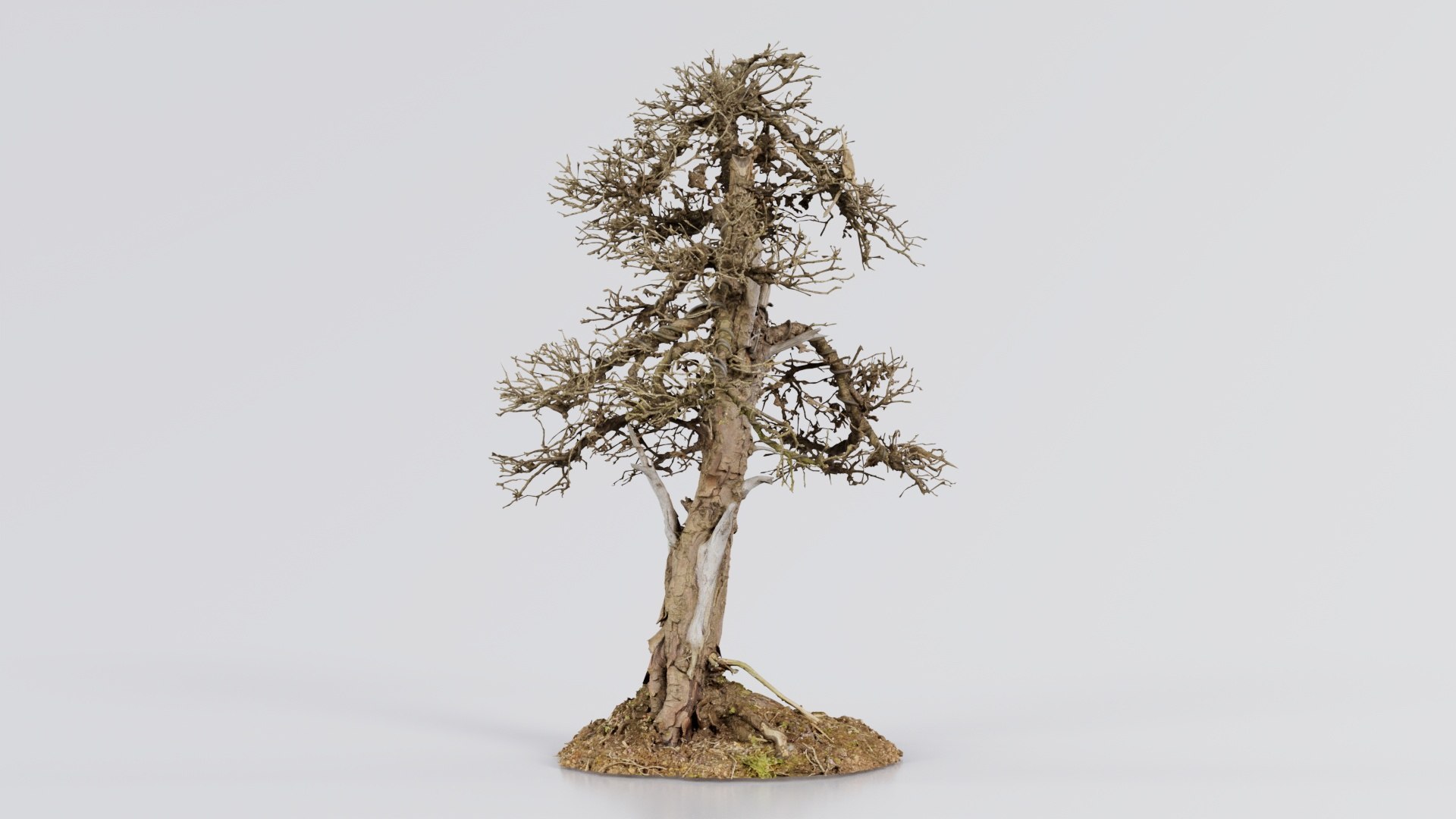Dead Bonsai Tree 4 Remastered model https://p.turbosquid.com/ts-thumb/sW/h0FpMR/6s/dead_bonsai_tree_4_04/jpg/1740407701/1920x1080/fit_q87/e5c876b6aeeb46815b181ed1d80be6d7e02aff81/dead_bonsai_tree_4_04.jpg
