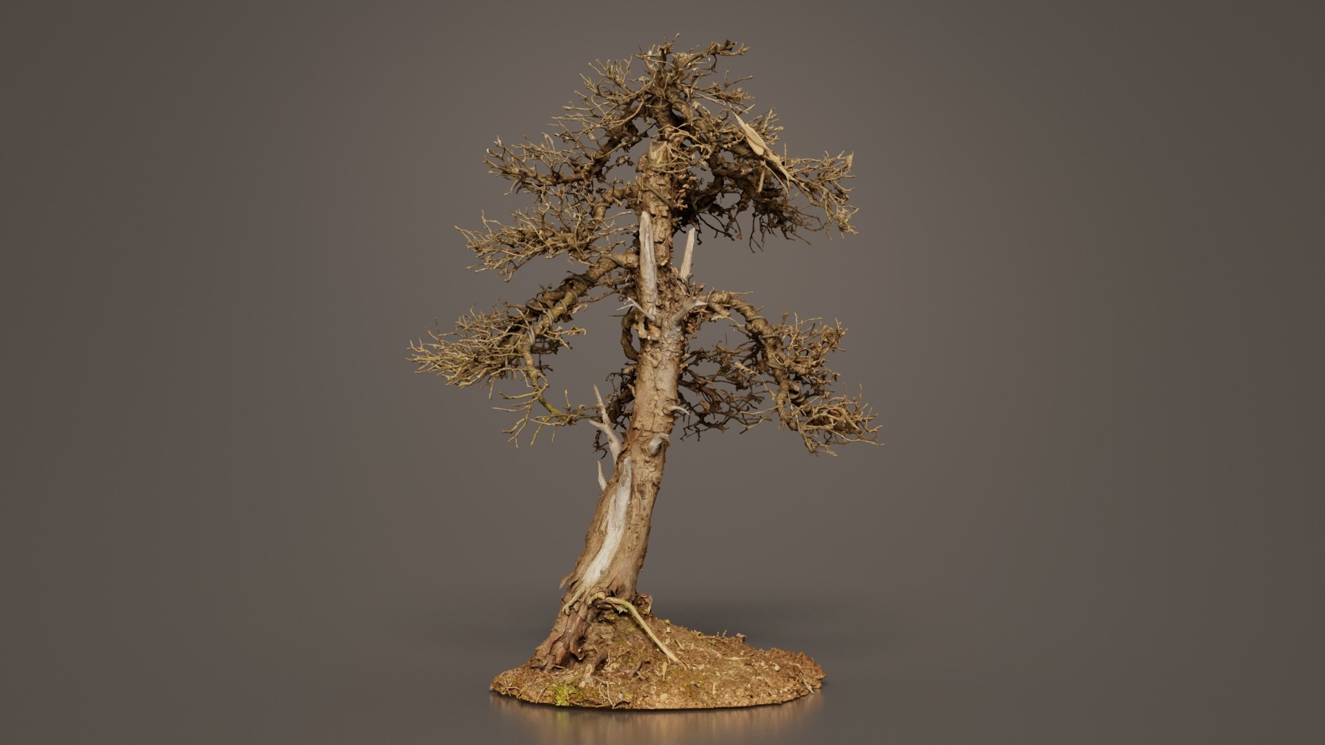 Dead Bonsai Tree 4 Remastered model https://p.turbosquid.com/ts-thumb/sW/h0FpMR/ik/dead_bonsai_tree_4_03/jpg/1740407698/1920x1080/fit_q87/9a0d0cb2a6b3ccc164f1b8309e09dcfdbff8868e/dead_bonsai_tree_4_03.jpg