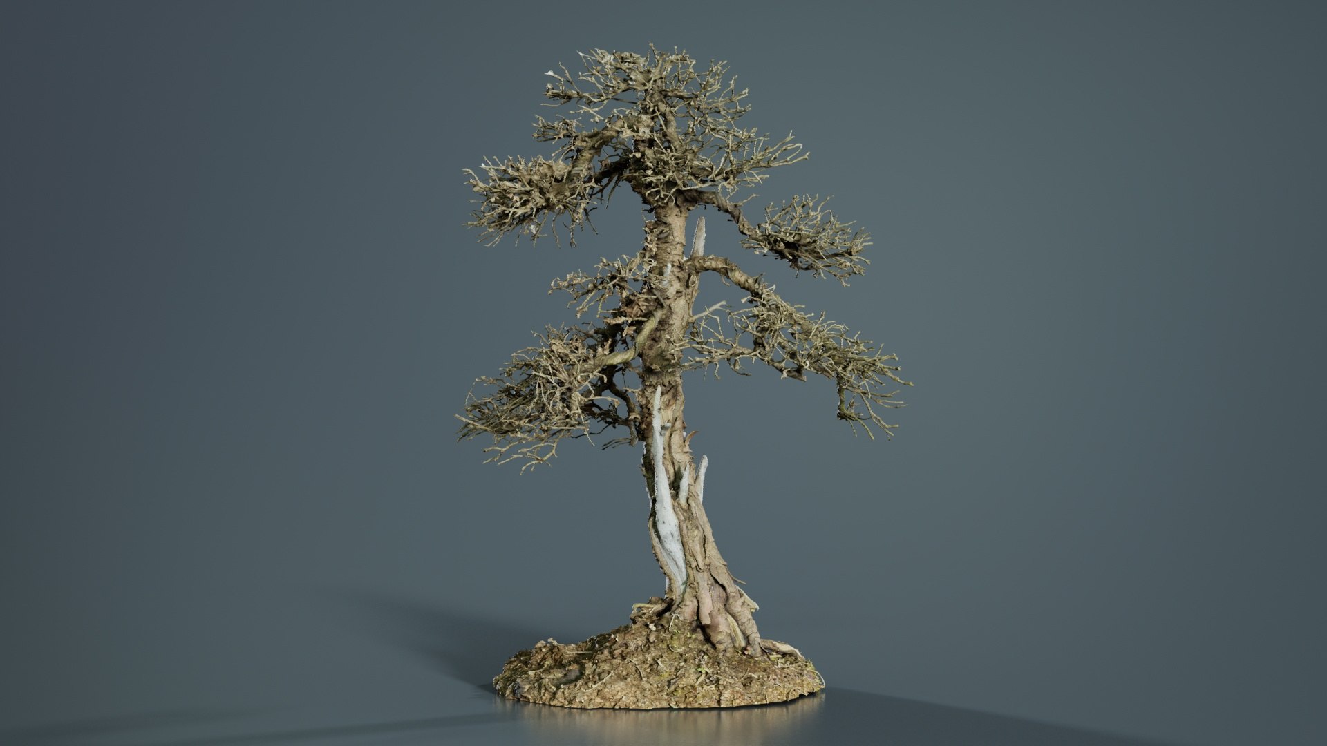 Dead Bonsai Tree 4 Remastered model https://p.turbosquid.com/ts-thumb/sW/h0FpMR/ss/dead_bonsai_tree_4_06/jpg/1740407706/1920x1080/fit_q87/15958c422cd6b995a9f19704bde6f223fd4afd74/dead_bonsai_tree_4_06.jpg