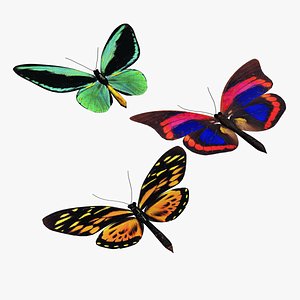 colorful butterflies 3d model