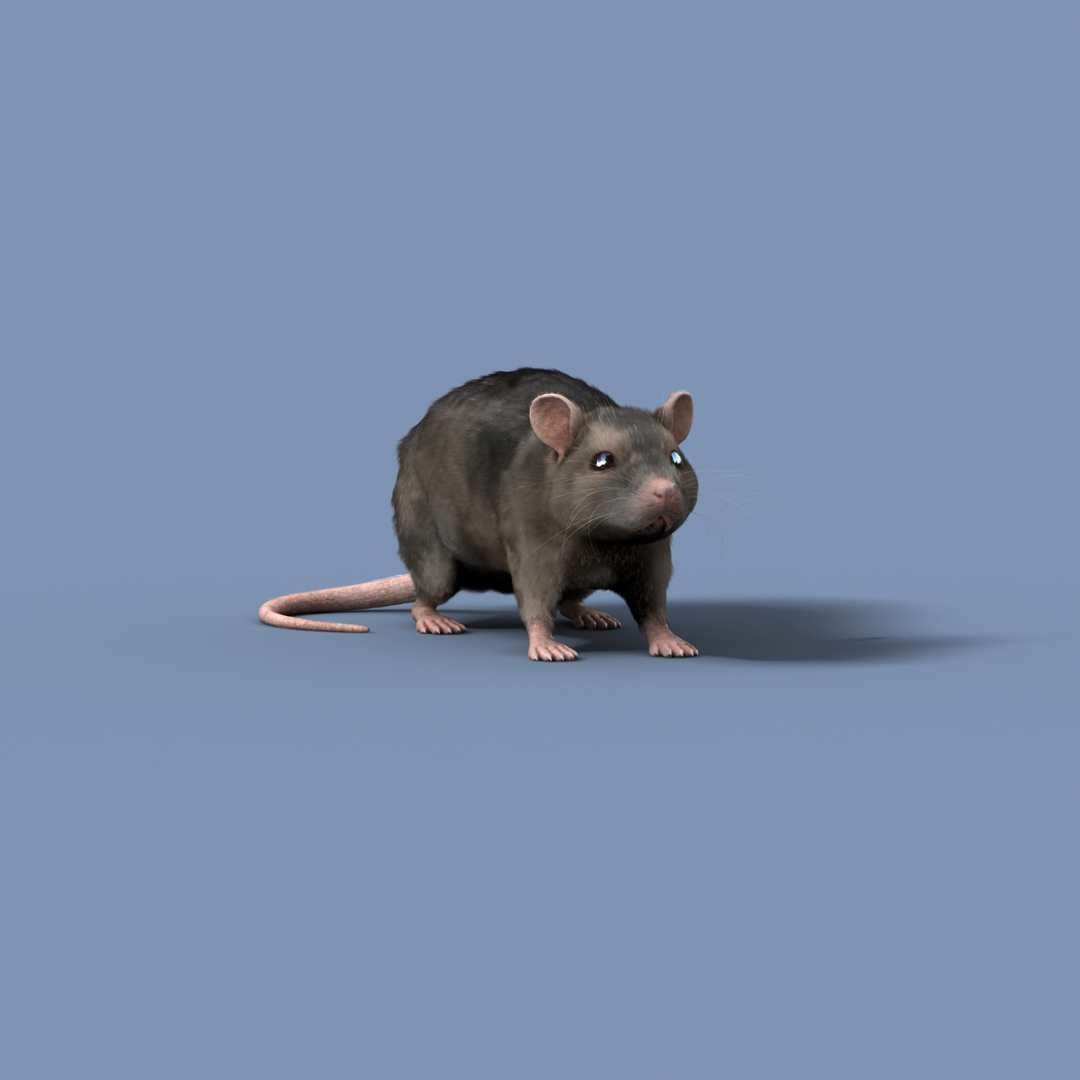 Rat Rigged Max