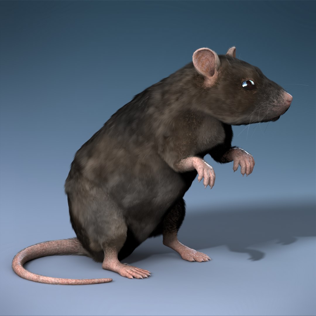 Rat Rigged Max