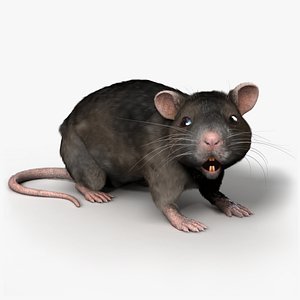 rat rigged max