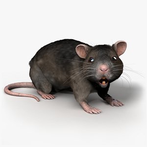 Rat - Rigged