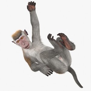 Hanging Rhesus Macaque Monkey Gray Fur for Maya