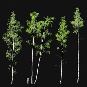 3D model Birch forest part 10