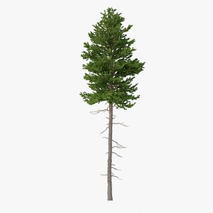 Picea Abies No 3 3D model