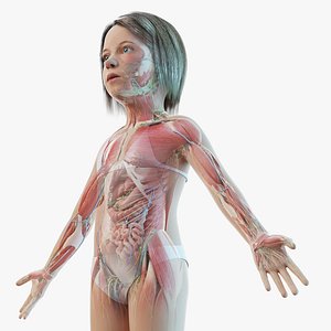 3D Full Kid Girl Anatomy Maya Rigged