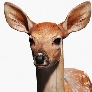 3D deer