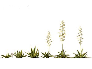 HighpolyLow Poly - Agave americana - the century plant
