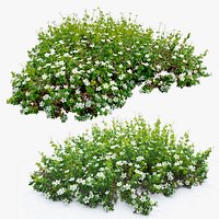 Saxifraga rosacea