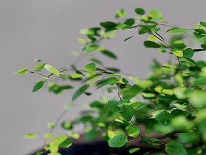 Small plant creeping vine