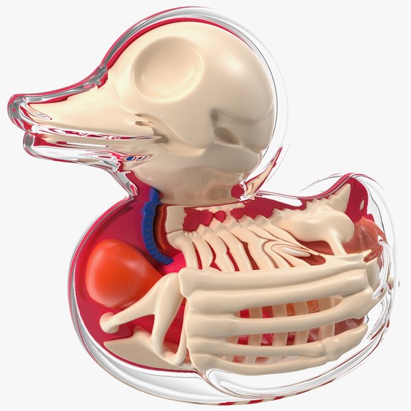 Bath Duck Anatomy Transparent Shell 3D