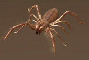 CamelSpider.lwo