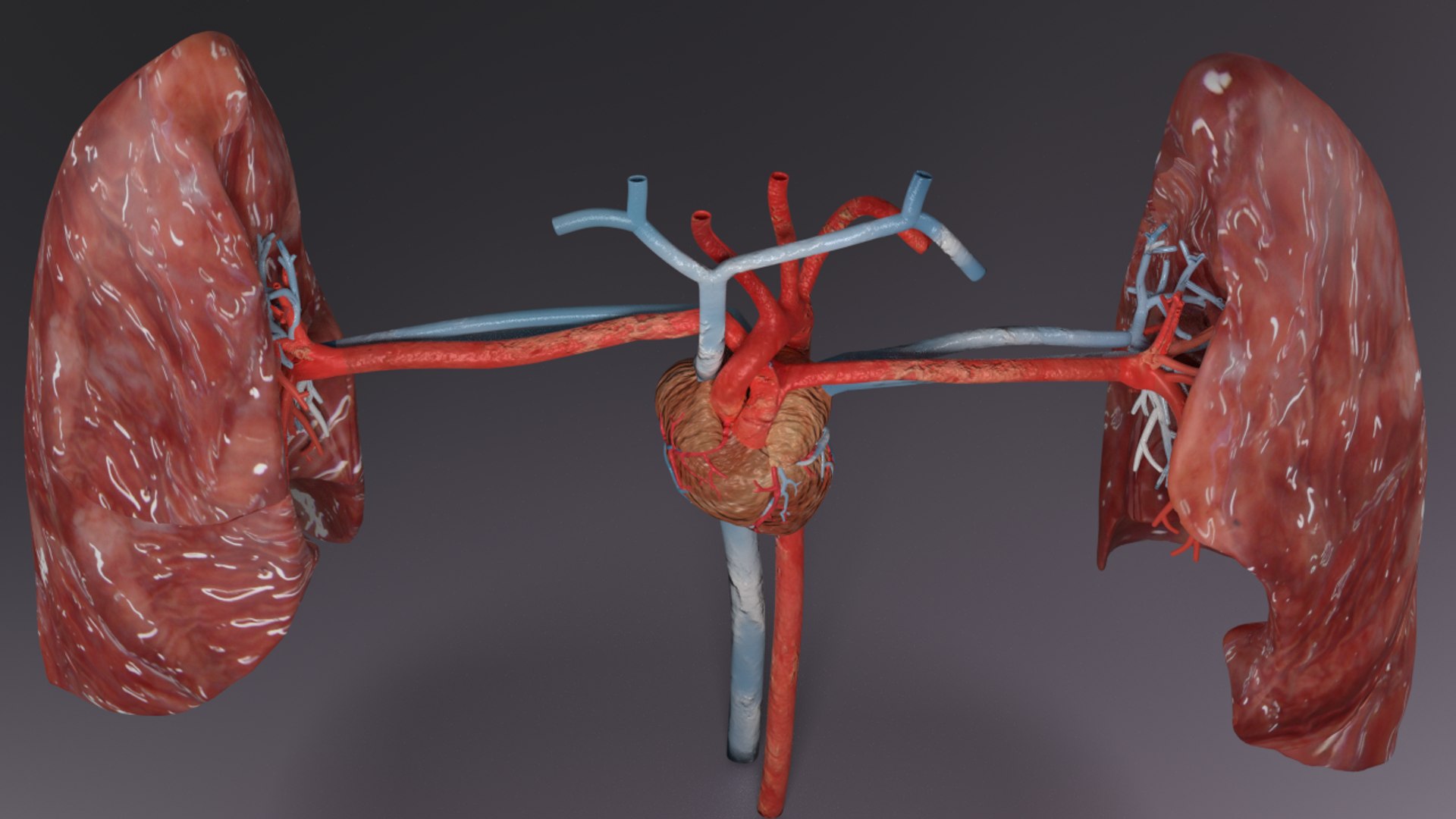 3D flow blood heart lung https://p.turbosquid.com/ts-thumb/sY/8auT80/00VcMeFA/ps/png/1542530992/1920x1080/fit_q87/18fb4408e40918f5bc962aef2f332c2b2732ccf5/ps.jpg