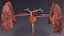 Cardio pulmonary circulation heart lung blood flow animated