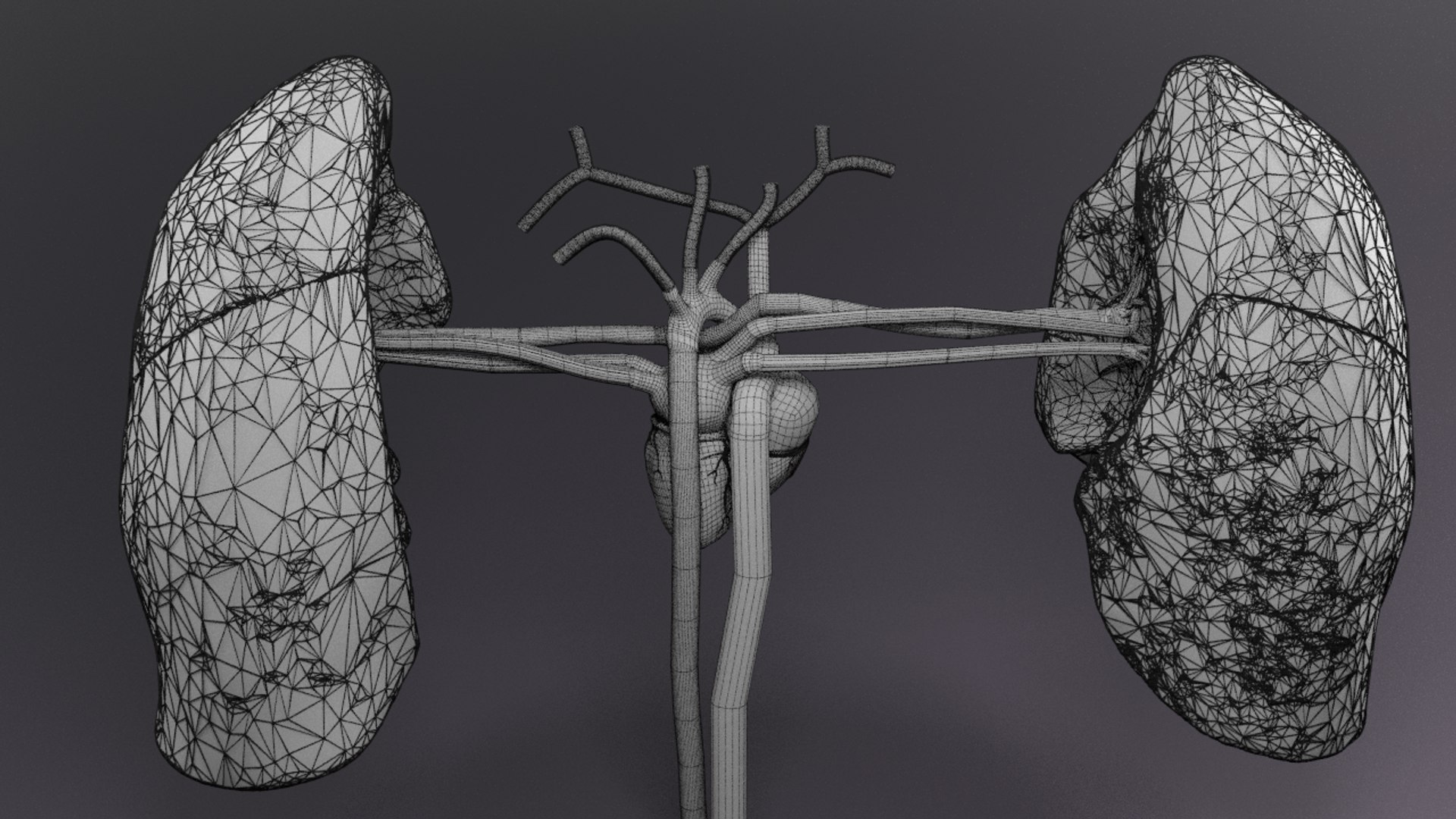 3D flow blood heart lung https://p.turbosquid.com/ts-thumb/sY/8auT80/3GrnLf3K/w5/png/1542601402/1920x1080/fit_q87/c952ffbf24ab2f4b96ad57229925bb247e3b260d/w5.jpg