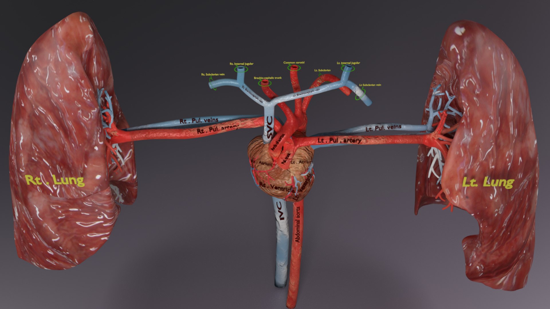 3D flow blood heart lung https://p.turbosquid.com/ts-thumb/sY/8auT80/8ow5PKY0/ps4/png/1542530992/1920x1080/fit_q87/4dd5699a20993269825c518f2d8bbe032b9a76bd/ps4.jpg
