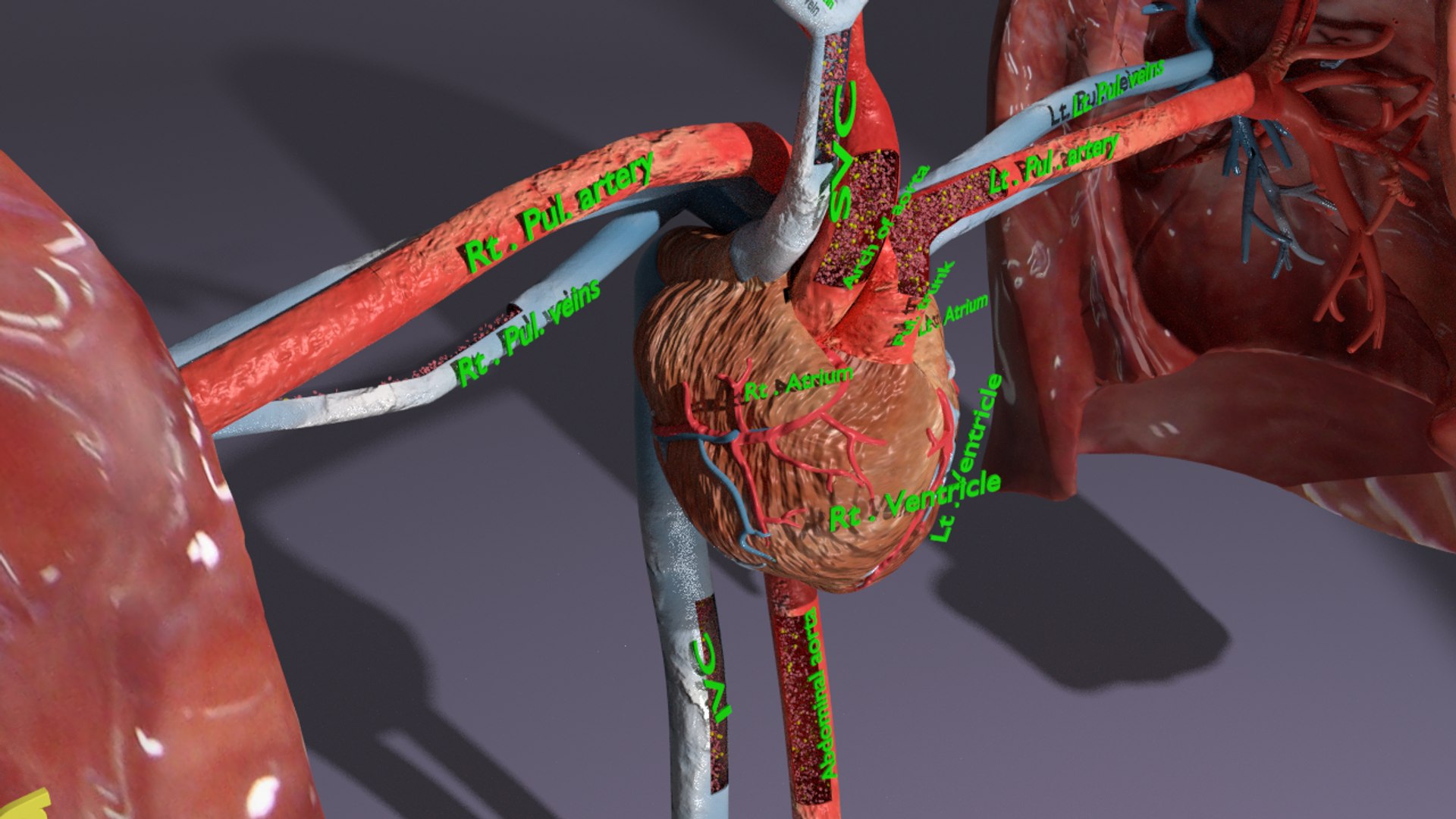 3D flow blood heart lung https://p.turbosquid.com/ts-thumb/sY/8auT80/AXNVxcAL/image00531/png/1543427008/1920x1080/fit_q87/e2502b4bd2e49d5b40e4926f5ab83fa499757406/image00531.jpg