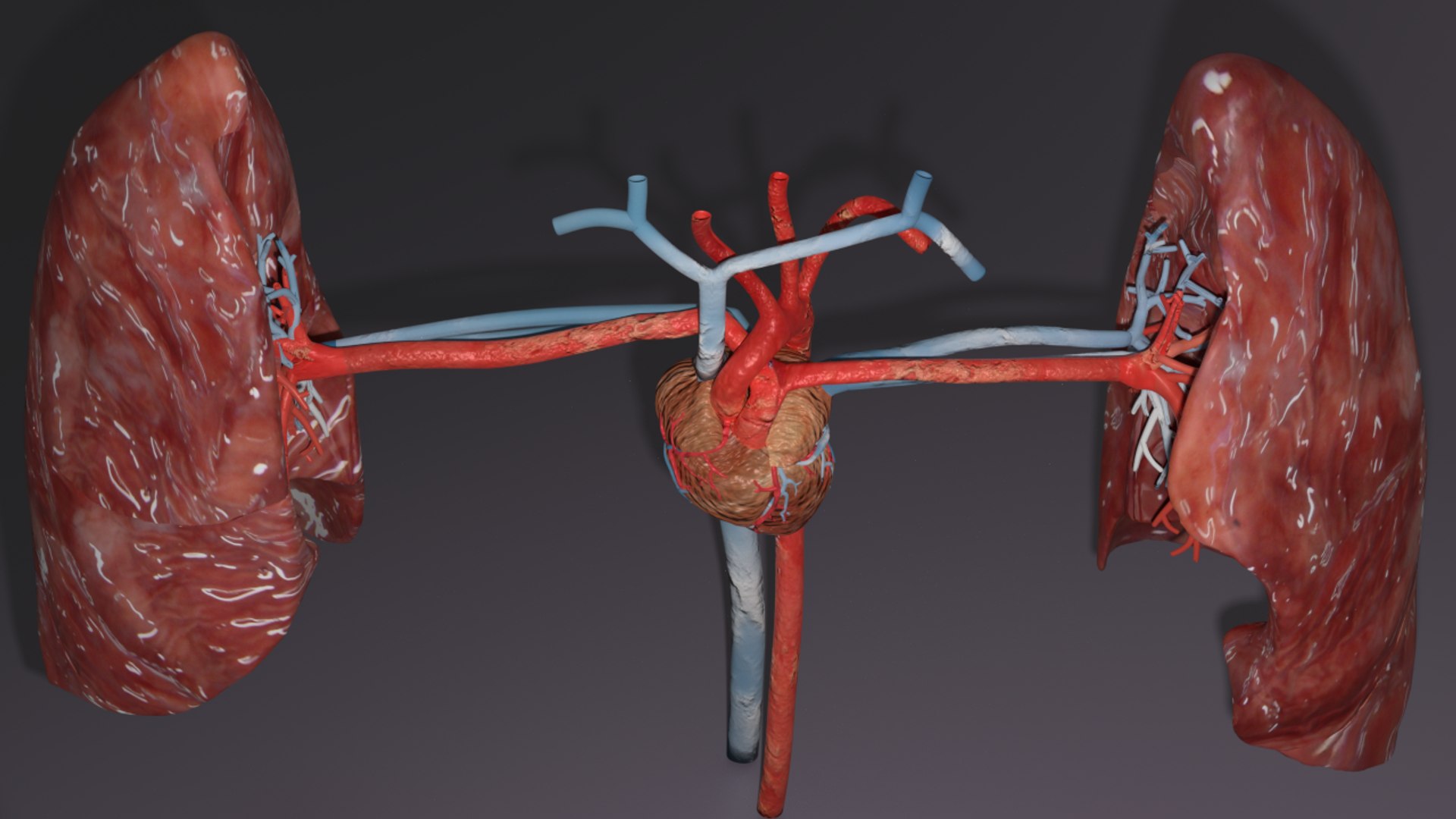 3D flow blood heart lung https://p.turbosquid.com/ts-thumb/sY/8auT80/BSVgSVaK/ps2/png/1542530992/1920x1080/fit_q87/2daab524e6dd35408042a36138de3d7ab2c678ad/ps2.jpg